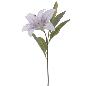LILIUM TURQUESA
