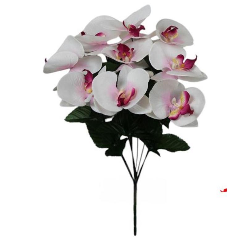 R. CYMBIDIUMS X9 CREMA