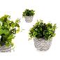 PLANTA VERDE FLOR BLANCA CON MACETA GRIS