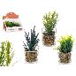 MACETA VIDRIO PLANTA SURT 3