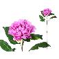 VARA PEONIA 80 CM VIOLETA