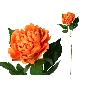 VARA PEONIA 80 CM TE