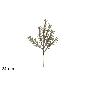 TALLO BRILLANTE 24 CM CHAMPAN