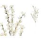 VARA FORSYTHIA 114 CM BLANCO