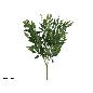 RAMO HOJAS RUSCUS X5-55 CM VERDE
