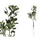 VARA OLIVO NATUR 65 CM