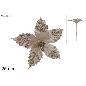 TALLO FLOR DE NAVIDAD 25 CM CHAMPAN
