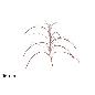 TALLO 96 CM BRILLANTE ROSA