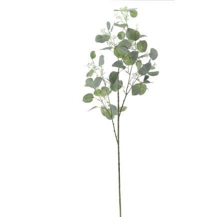 EUCALYPTUS VERDE