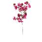 BOUGANVILLEA FUCSIA
