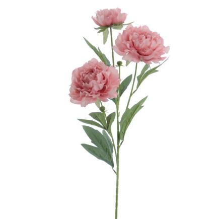 PEONIA X3 ROSA