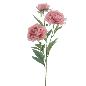 PEONIA X3 ROSA