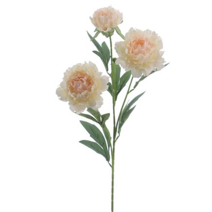 PEONIA X3 VAINILLA