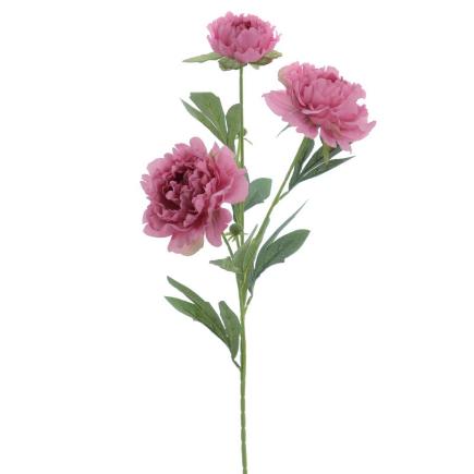 PEONIA X3 MALVA