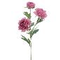 PEONIA X3 MALVA