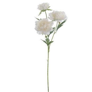 PEONIA X3 CREMA