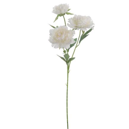 PEONIA X3 CREMA