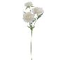PEONIA X3 CREMA