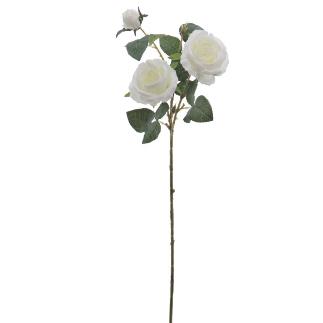 ROSA X3 CREMA