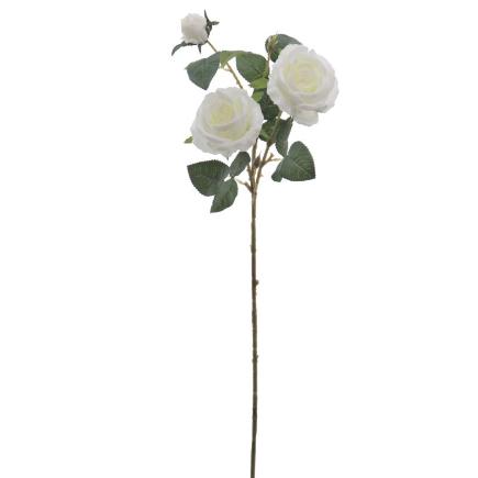 ROSA X3 CREMA