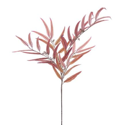EUCALYPTUS 1.20 MTS SIENA