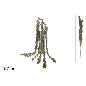 TALLO COLGANTE RAMAS BRILLANTES 107 CM CHAMPAN