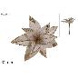 TALLO FLOR TECIOPELO BRILLANTE 32 CM CHAMPAN