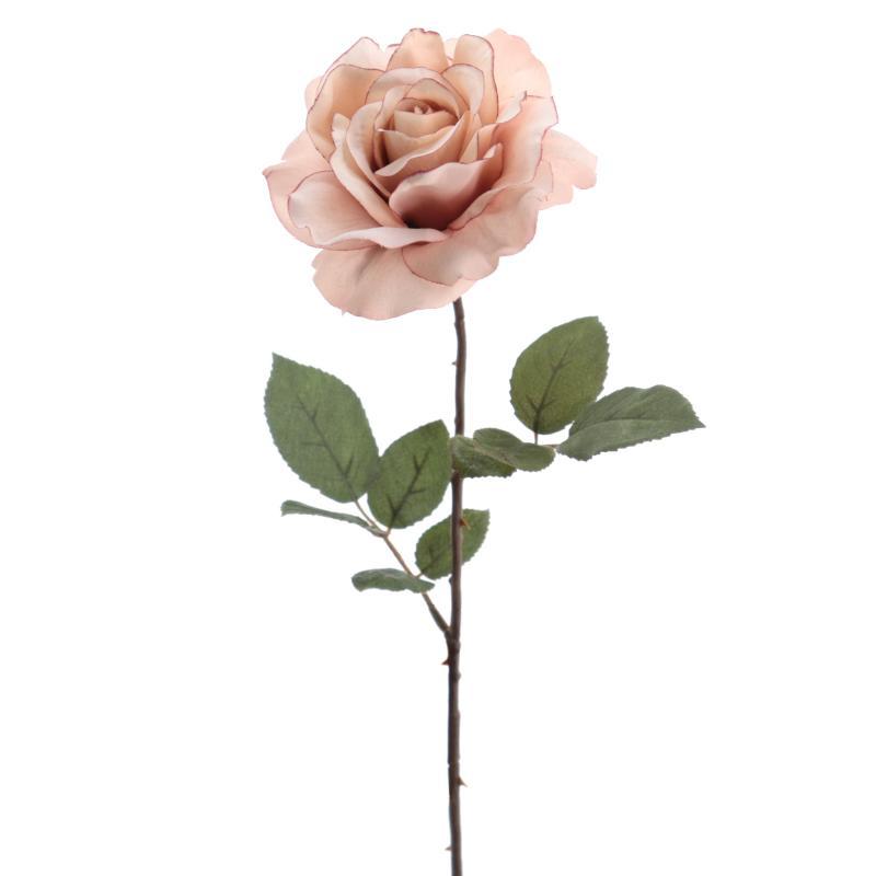 ROSA 66 CMS MALVA