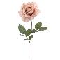 ROSA 66 CMS MALVA