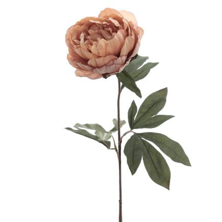 PEONIA BEIGE
