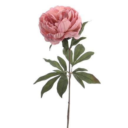 PEONIA ROSA