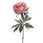PEONIA ROSA