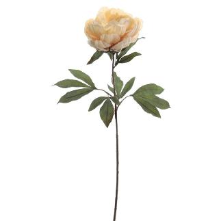PEONIA 83 CMS CREMA