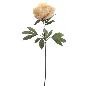 PEONIA 83 CMS CREMA