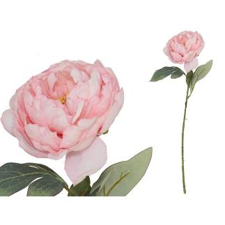 VARA PEONIA DRIED 50 CM ROSA