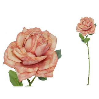 VARA ROSA DRIED 51 CM TE