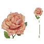 VARA ROSA DRIED 51 CM TE