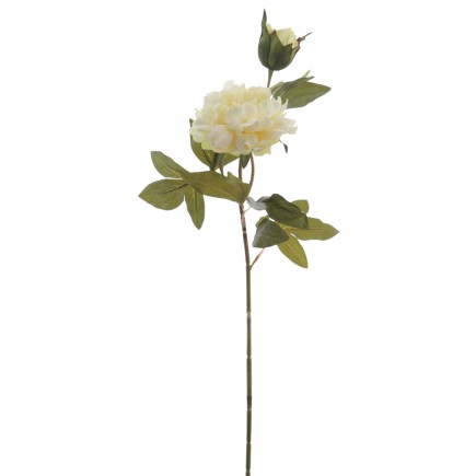PEONIA X2 CREMA