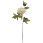 PEONIA X2 CREMA