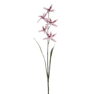 ORCHID CALANTHE 72 CM MALVA