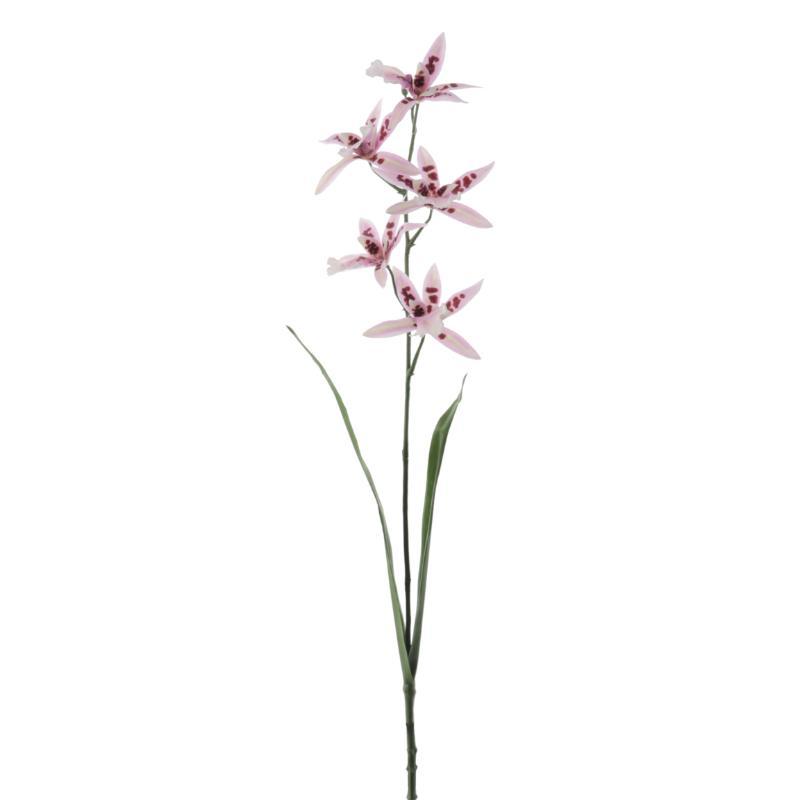 ORCHID CALANTHE 72 CM MALVA