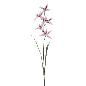 ORCHID CALANTHE 72 CM MALVA