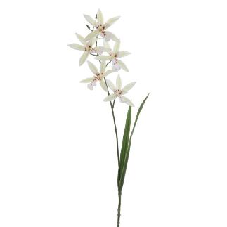 ORCHID CALANTHE 72 CM CREMA