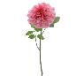 ROSA GRANDIFLORA 79 CM FUCSIA