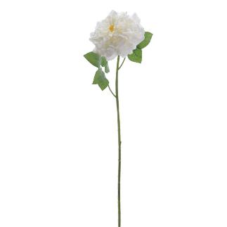ROSA GRANDIFLORA 79 CM CREMA