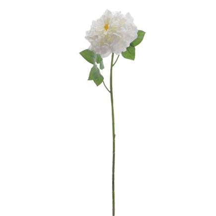 ROSA GRANDIFLORA 79 CM CREMA