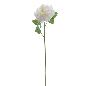 ROSA GRANDIFLORA 79 CM CREMA