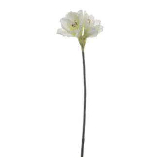 AMARYLLIS 60 CM CREMA