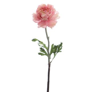 RANUNCULUS ROSA