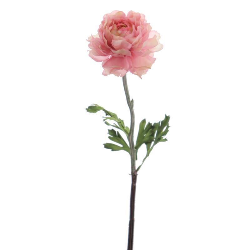 RANUNCULUS ROSA